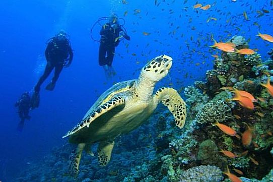 ������ ��������, �������. 20 000 ������ � ��������